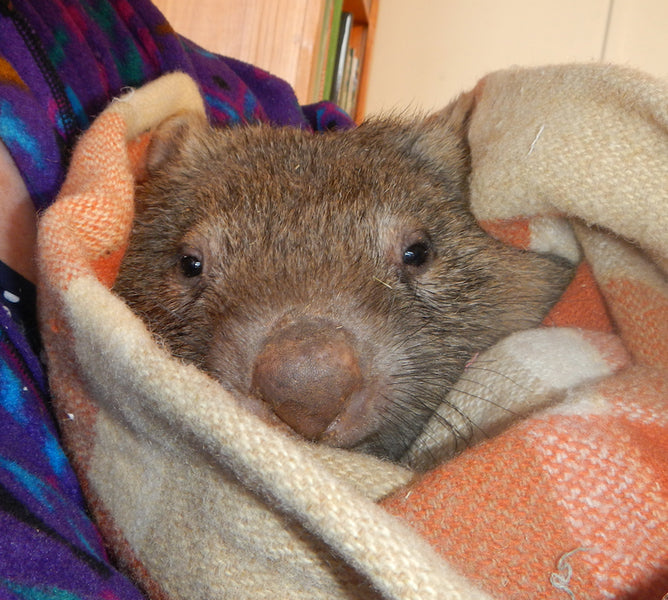 2020 - 2021 Burrow wombat Died Viral encephalitis
