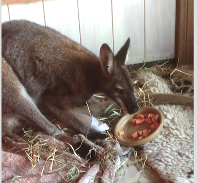 2020 Buru Adult Red neck wallaby in trouble  - December 2020 Died from Tetnus suddenly