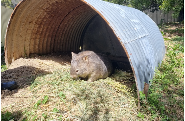 ABC Rural article 7.1.2023 Wombats bushed to the brink