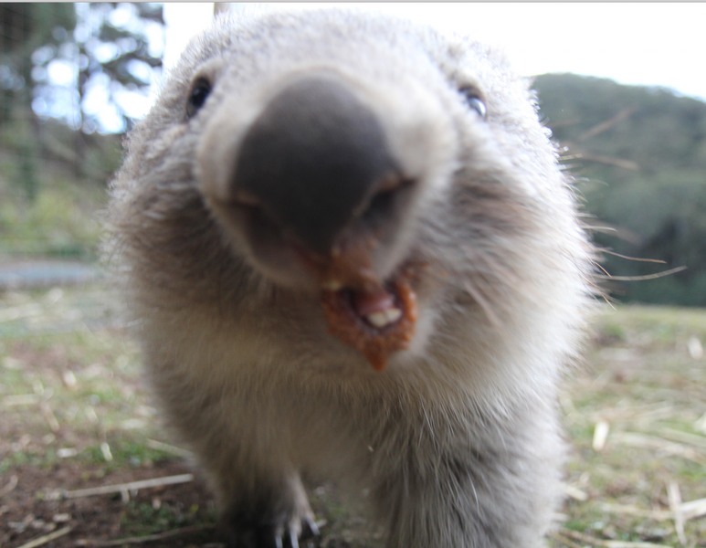 Wombat teeth issues, wiggles Story.