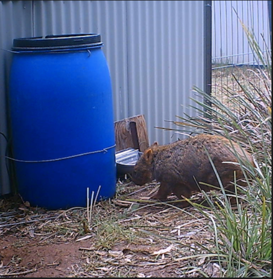 Easy to build your own automatic water feeder Rocklily Wombats