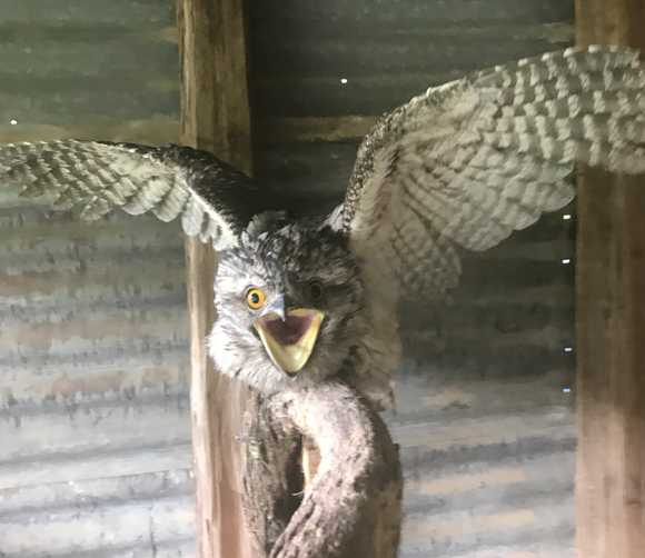 2021 - 2022 Tawny frogmouth Released after 9 Dec 2021 released  Feb 2022