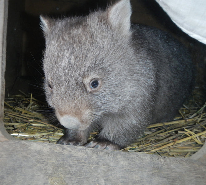 2017 - 2019 Wally & Trevor wombats release  at Willawrang