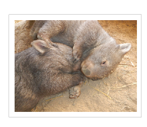Pinki a gentle wombat  dec 2016- nov 2018