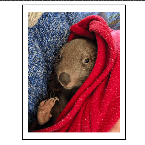 2019 - 2021 Lucinda Wombat or "Lucy Never-still".