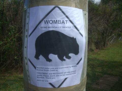 Public awareness that your treating wombat for mange