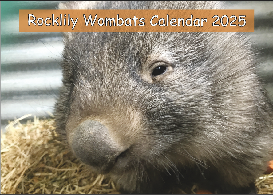 Wombat Calendar 2025 Due Aug 24 Rocklily Wombats