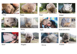 A Set of 12 cards from 2024 Wombat calendar Blank photo cards with envelope Quality Gloss card 12 x 17 cm