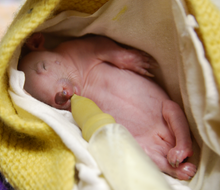 Load image into Gallery viewer, Gift of Milk and Food for our wildlife $50