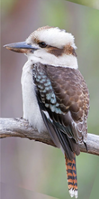 Load image into Gallery viewer, Kookaburra Keyring Made in Australia from recycled acrylic, Smyle Designs