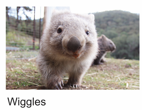 A Wiggles wombat Blank photo card with envelope Quality Gloss card 12 x 17 cm