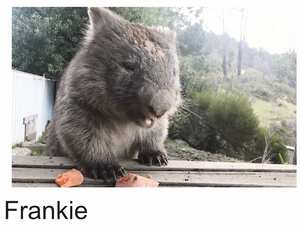A wombat Blank photo card with envelope Quality Gloss card 12 x 17 cm