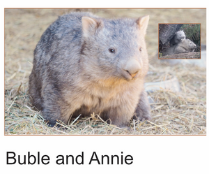 A  Buble and Annie wombats photo card with envelope