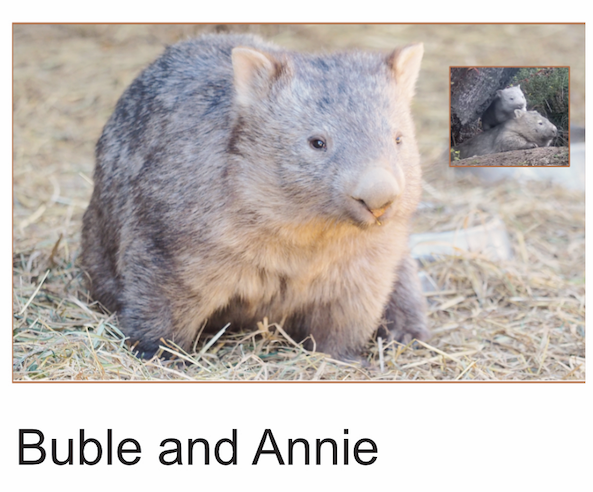 A  Buble and Annie wombats photo card with envelope
