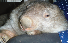 Load image into Gallery viewer, Gift of vet fees, helping us look after them.