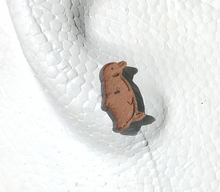 Load image into Gallery viewer, Fairy Penquin  Cherry Wood  19 mm studs By Dianna