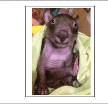 Load image into Gallery viewer, B2 Bubbule rocklilywombats
