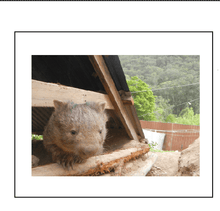 Load image into Gallery viewer, Bruce insppects digging rcklilywombats