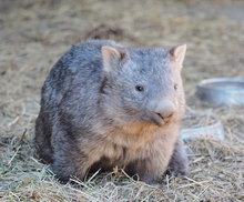 Load image into Gallery viewer, Bubule Wombat white   Brooch by Daisy Jean Floral
