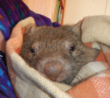 Load image into Gallery viewer, Burrow Wombat Blank photo card with envelope 210 gms Gloss card