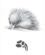 Load image into Gallery viewer, Echidna Silver Footprint Lapel-Pin, Bushprints Jewllery
