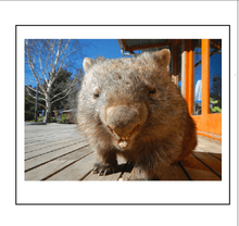 Load image into Gallery viewer, G8 George rocklilywombats