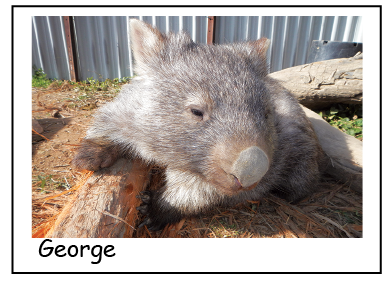 A George  Wombat Blank photo card with envelope Quality Gloss card 12 x 17 cm