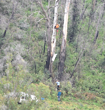 Load image into Gallery viewer, Gift towards Endangered Glossy Cockatoo Cockatube for return of nesting at Rocklily.