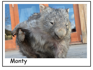 A Monty scratching wombat Blank photo card with envelope Quality Gloss card 12 x 17 cm