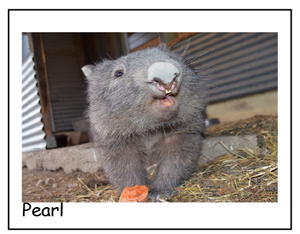 A Pearl  wombat photo Blank photo card with envelope Quality Gloss card 12 x 17 cm