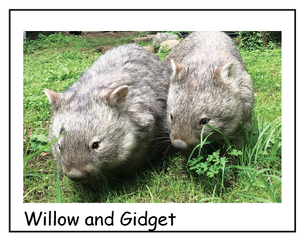 A Willow and Gidget wombat Blank photo card with envelope Quality Gloss card 12 x 17 cm