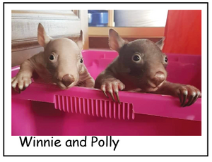 A Winnie and Polly wombat Blank photo card with envelope Quality Gloss card 12 x 17 cm