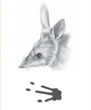 Load image into Gallery viewer, Bilby Silver Footprint Earrings,  Bushprints Jewllery