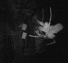 Load image into Gallery viewer, Gift of Nest Box for wildlife, Birds and mammals at Rocklily.