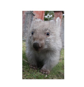 Load image into Gallery viewer, Cheecky Poppy wombat No C4