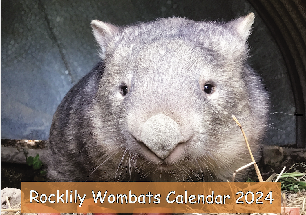 2024 Wombat Wonderland Calendar - Where Adorability Meets Education ...