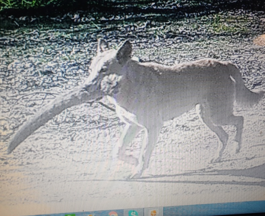 Feral, cat's, dogs and Fox's