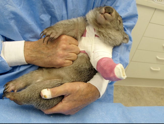 Dr Howard Ralph: Southern Cross Wildlife