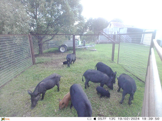 Feral pigs are a massive challenge