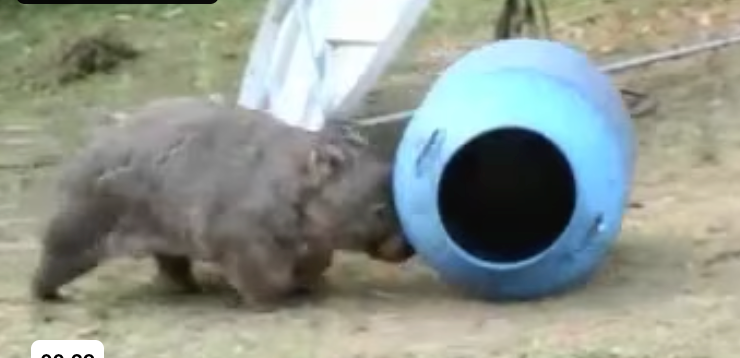 Frankie steels another barrel!