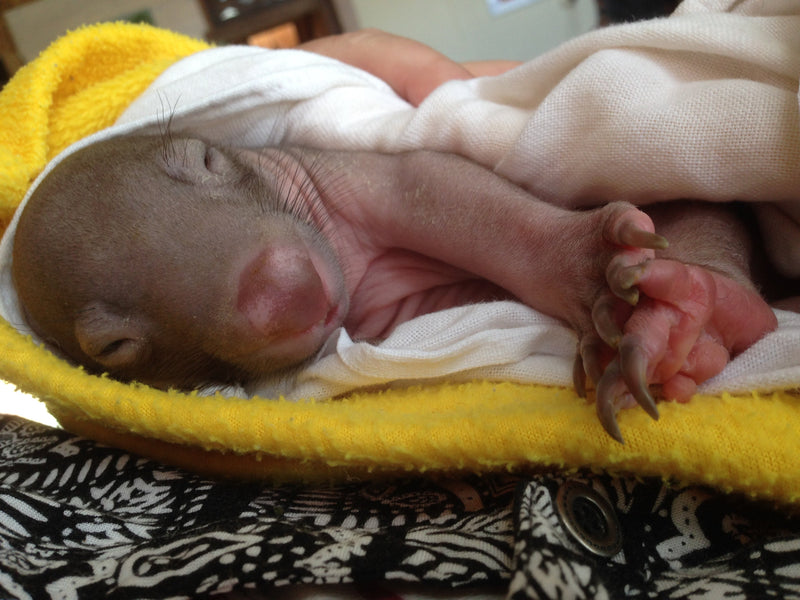 What should i do if i find an baby injured wildlife?