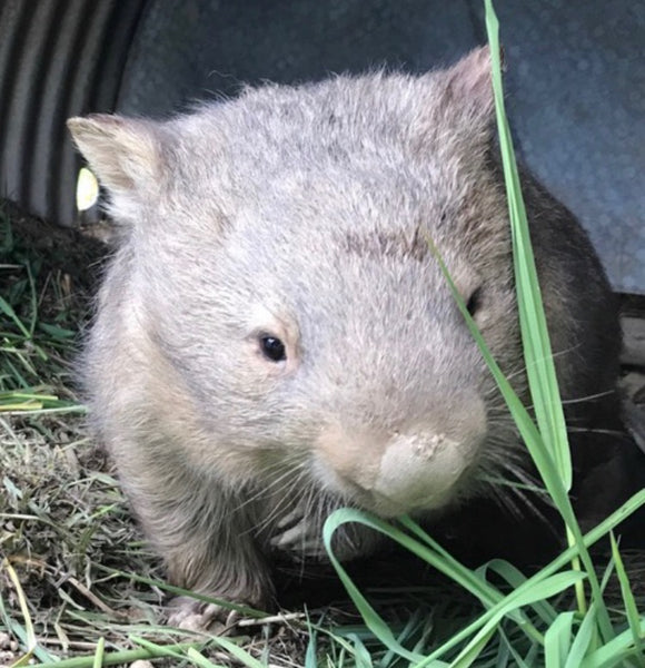 Can we visit and feed the wombats