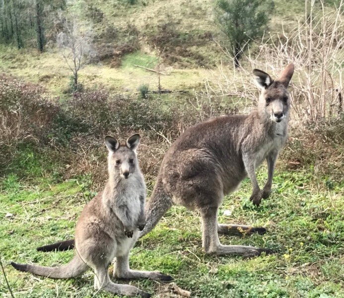 Wallabys, wallaroos and Kangaroos released at Rocklily