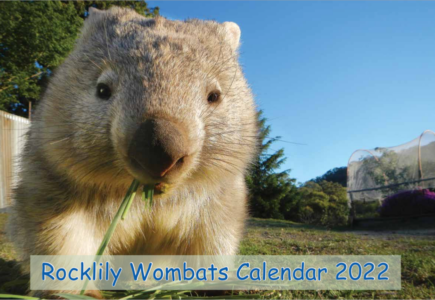 2022 Rocklily Wombat calendar Aust post recomends  Express post now to get for Christmas Australia