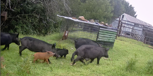 Feral Pigs area  massive problem