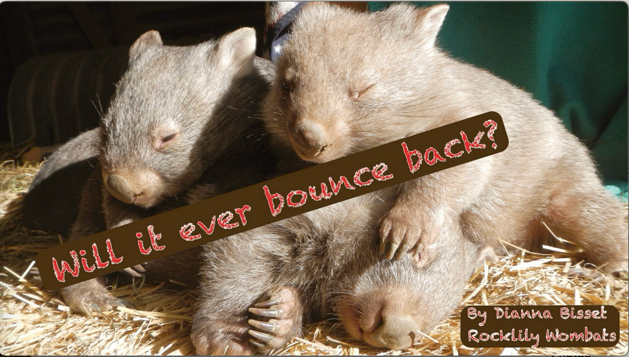 'Will it ever Bounce back' Video By Dianna Bisset for International wildlife Disease Conference