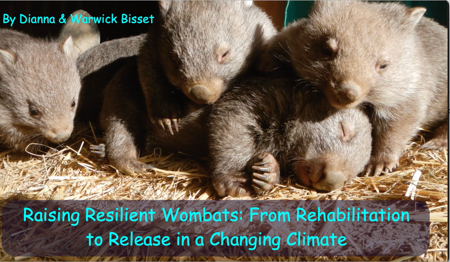 Raising resiliant wombats to release and Beyond. Video by Dianna Bisset AWRConference 2025