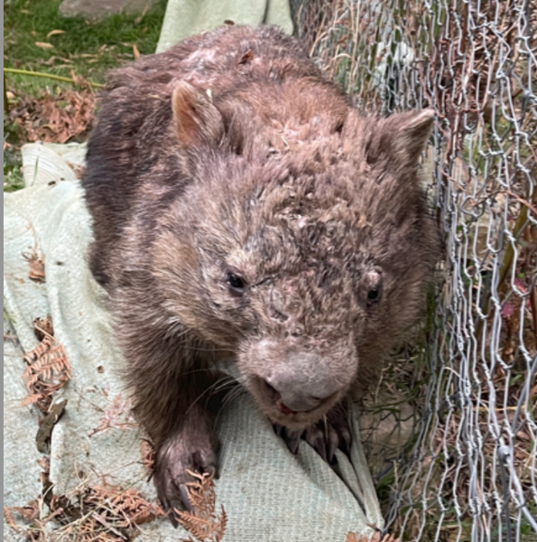 Goodhew dog attached wombat rescued from centre of Taralga 16th sept 25