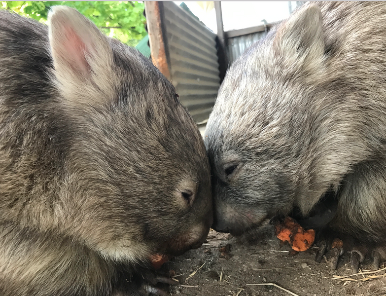 Wet wet wet summer and wombats effected
