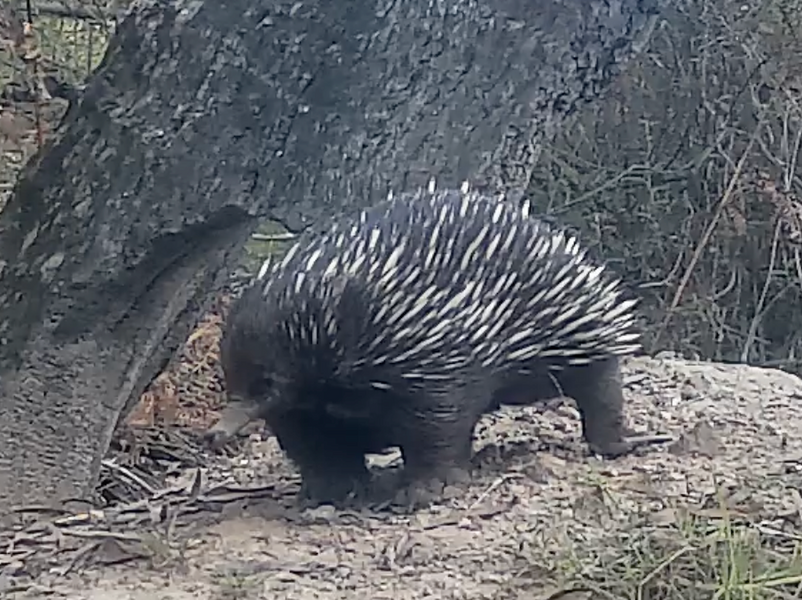 Spiny Norman the echidna went to the chiropractor so he could walk again!